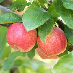 Apple 'Gala' Tree -Garden Bulbs Store 300041 1