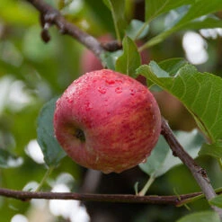 Apple 'Gala' Tree -Garden Bulbs Store 300041 2