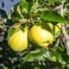 Apple 'Golden Delicious' Tree 1 Apple 'Golden Delicious' Tree -Garden Bulbs Store 300042
