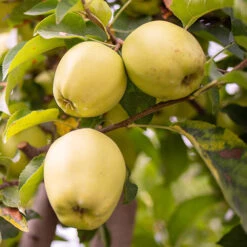 Apple 'Golden Delicious' Tree 8 Apple 'Golden Delicious' Tree -Garden Bulbs Store 300042 1