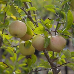 Apple 'Golden Delicious' Tree 9 Apple 'Golden Delicious' Tree -Garden Bulbs Store 300042 2