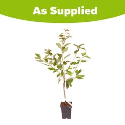 Sweet Cherry 'Regina' -Garden Bulbs Store 300053 2