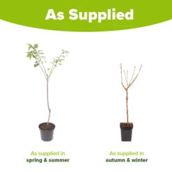 Cherry Tree 'Stella' 16 Cherry Tree 'Stella' -Garden Bulbs Store 300057 6