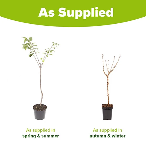 Cherry Tree 'Stella' 9 Cherry Tree 'Stella' - Image 7