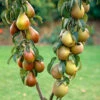 Duo Fruit Tree - Pear Conference & Concorde -Garden Bulbs Store 300064