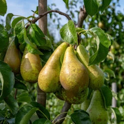 Duo Fruit Tree - Pear Conference & Concorde 7 Duo Fruit Tree - Pear Conference & Concorde -Garden Bulbs Store 300064 1