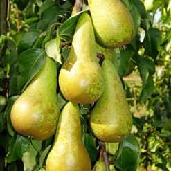 Duo Fruit Tree - Pear Conference & Concorde 8 Duo Fruit Tree - Pear Conference & Concorde -Garden Bulbs Store 300064 2