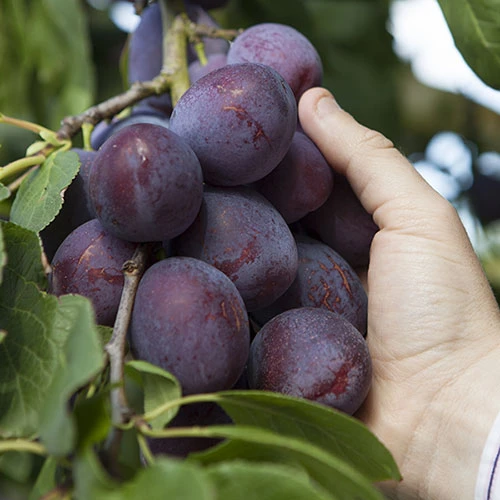 Duo Plum Fruit Tree 5 Duo Plum Fruit Tree - Image 3