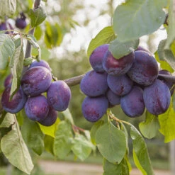 Duo Plum Fruit Tree 12 Duo Plum Fruit Tree -Garden Bulbs Store 300066 4