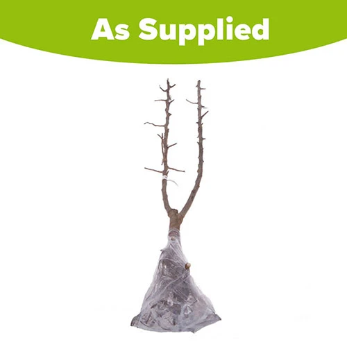 Duo Plum Fruit Tree 8 Duo Plum Fruit Tree - Image 6