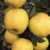 Apple 'Malus' Golden Delicious 1 Apple 'Malus' Golden Delicious -Garden Bulbs Store 300076