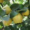 'Sibley's Patio Quince' -Garden Bulbs Store 300119