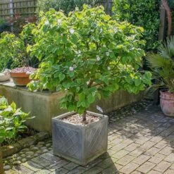 'Sibley's Patio Quince' -Garden Bulbs Store 300119 1