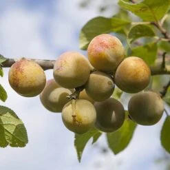 Patio Gage Reine-Claude Oullins -Garden Bulbs Store 300140 1