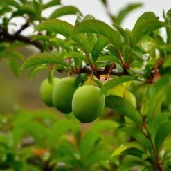 Patio Gage Reine-Claude Oullins -Garden Bulbs Store 300140 3