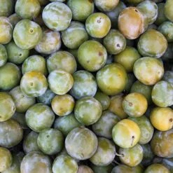 Patio Gage Reine-Claude Oullins -Garden Bulbs Store 300140 4