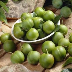 Patio Gage Reine-Claude Oullins -Garden Bulbs Store 300140 5