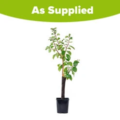 Patio Gage Reine-Claude Oullins -Garden Bulbs Store 300140 6