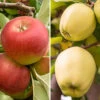 Duo Fruit Tree Apple 'Elstar' And 'Golden Delicious' -Garden Bulbs Store 300147