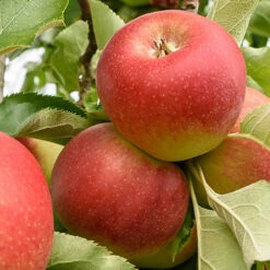 Duo Fruit Tree Apple 'Elstar' And 'Golden Delicious' -Garden Bulbs Store 300147 1
