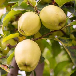Duo Fruit Tree Apple 'Elstar' And 'Golden Delicious' -Garden Bulbs Store 300147 2