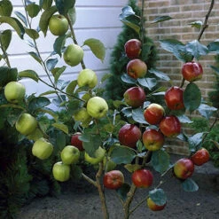 Duo Fruit Tree Apple 'Elstar' And 'Golden Delicious' -Garden Bulbs Store 300147 3