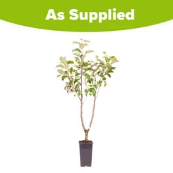 Duo Fruit Tree Apple 'Elstar' And 'Golden Delicious' -Garden Bulbs Store 300147 4