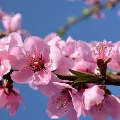 Red Leaf Peach 'Rubira' 9 Red Leaf Peach 'Rubira' -Garden Bulbs Store 300155 2