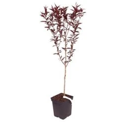 Red Leaf Peach 'Rubira' 10 Red Leaf Peach 'Rubira' -Garden Bulbs Store 300155 3