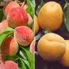 Duo Fruit Tree Peach And Apricot -Garden Bulbs Store 300165