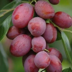 Patio Fruit Trees Cherry 'Athos' And Plum 'Little Vic' -Garden Bulbs Store 300213 3
