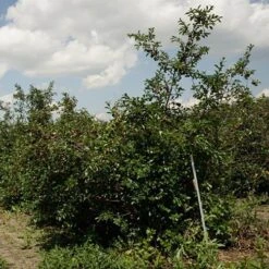 Patio Fruit Trees Cherry 'Athos' And Plum 'Little Vic' -Garden Bulbs Store 300213 4