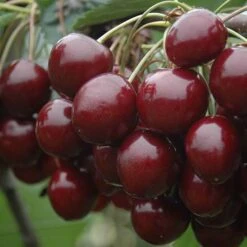 Patio Fruit Trees Cherry 'Athos' And Plum 'Little Vic' -Garden Bulbs Store 300213 5