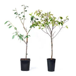 Patio Fruit Trees Cherry 'Athos' And Plum 'Little Vic' -Garden Bulbs Store 300213 6