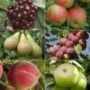 Mini Orchard Tree Collection -Garden Bulbs Store 300222