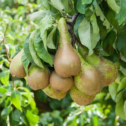 Pear 'Little Conference' GYO Fruit Tree 3 Pear 'Little Conference' GYO Fruit Tree