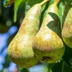 Pear 'Little Conference' GYO Fruit Tree 6 Pear 'Little Conference' GYO Fruit Tree -Garden Bulbs Store 300223 1