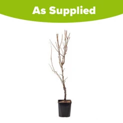 Pear 'Little Conference' GYO Fruit Tree 7 Pear 'Little Conference' GYO Fruit Tree -Garden Bulbs Store 300223 2