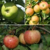 Trio Fruit Apple Tree -Garden Bulbs Store 300226