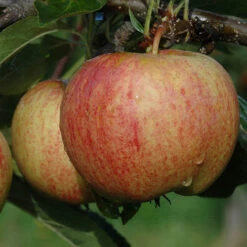 Trio Fruit Apple Tree -Garden Bulbs Store 300226 2