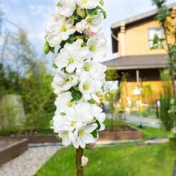 Cherry 'Queen Mary' Columnar 8 Cherry 'Queen Mary' Columnar -Garden Bulbs Store 300257 2