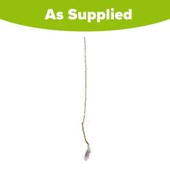 Cherry 'Queen Mary' Columnar 9 Cherry 'Queen Mary' Columnar -Garden Bulbs Store 300257 3