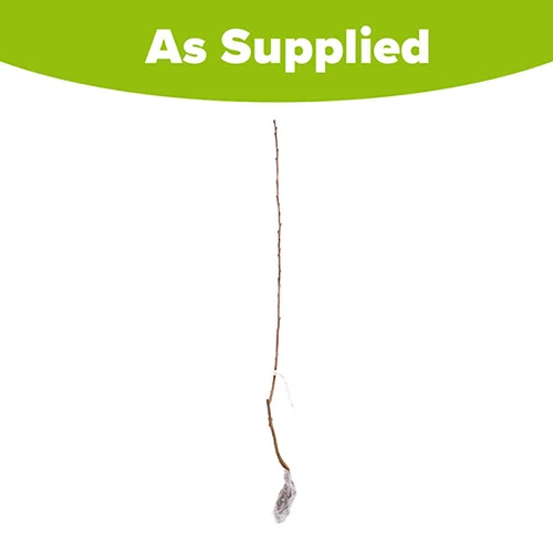 Cherry 'Queen Mary' Columnar 6 Cherry 'Queen Mary' Columnar - Image 4