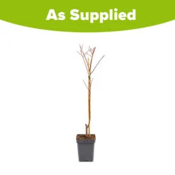 Apricot 'Dwarf Patio' 7 Apricot 'Dwarf Patio' -Garden Bulbs Store 300263 2