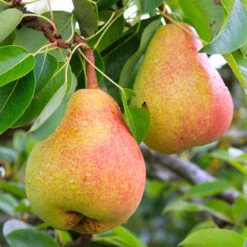 Columnar Fruit Tree Collection 12 Columnar Fruit Tree Collection -Garden Bulbs Store 300271 1