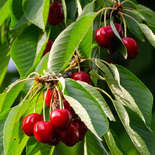 Columnar Fruit Tree Collection 6 Columnar Fruit Tree Collection - Image 4