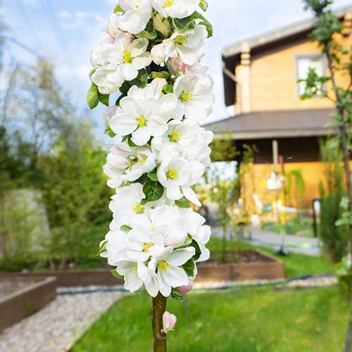 Columnar Fruit Tree Collection 7 Columnar Fruit Tree Collection - Image 5