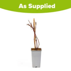 Tayberry -Garden Bulbs Store 310062 2