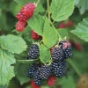Thornless Blackberry -Garden Bulbs Store 310077