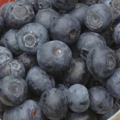 Blueberry Collection With Decorative Pots -Garden Bulbs Store 310082 2